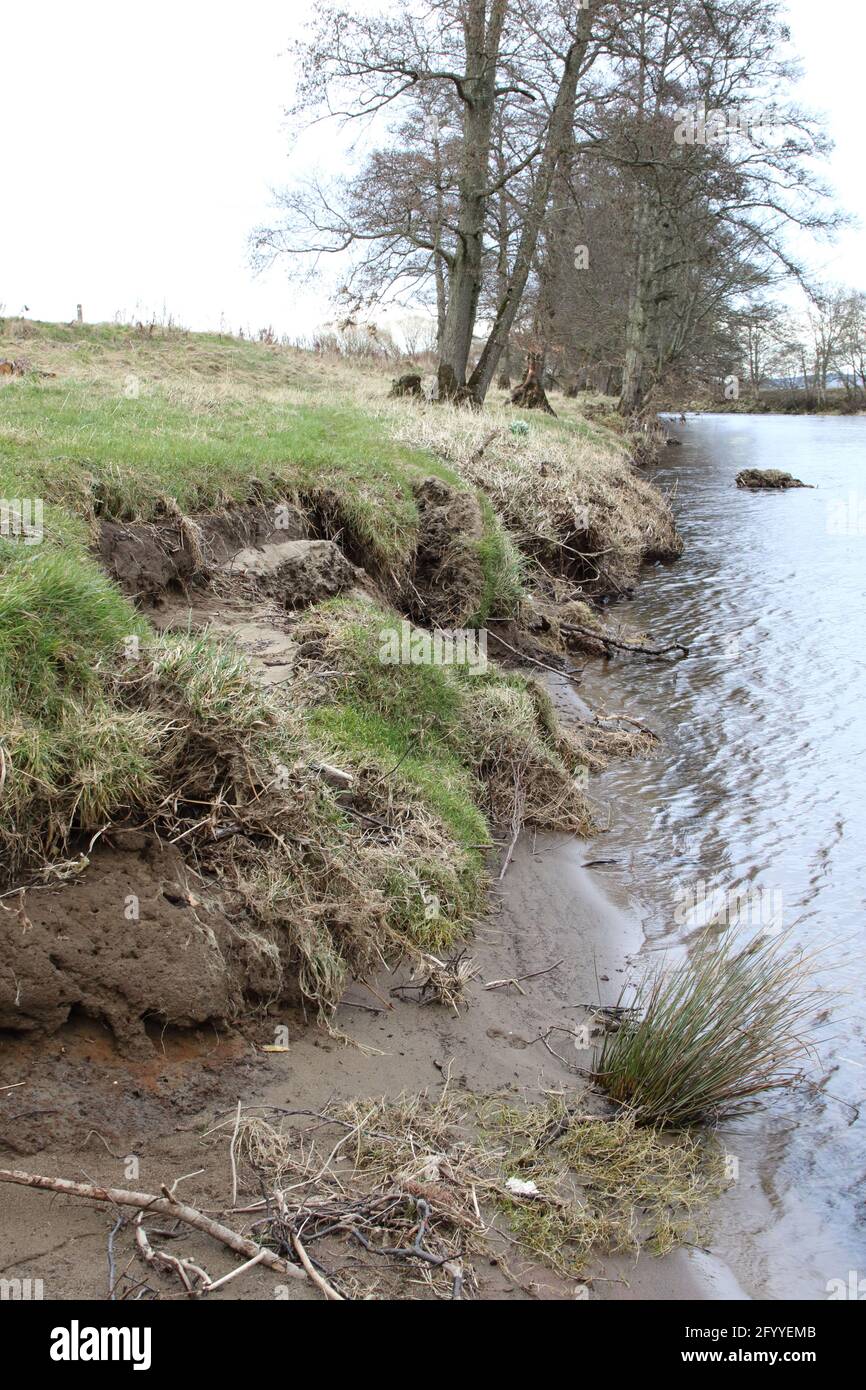Flood trees after hi-res stock photography and images - Alamy