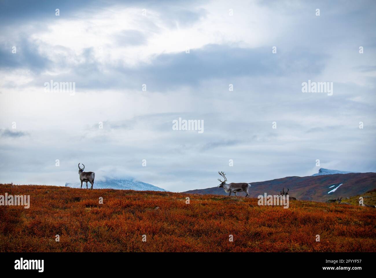 Reindeers met while hiking Kungsleden trail, early morning, September, Swedish Lapland. Stock Photo