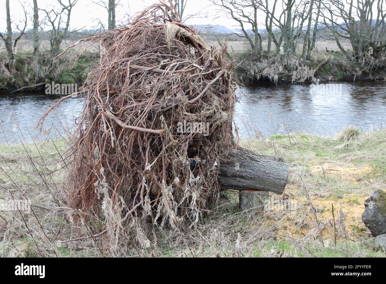 Exposed rootball,of tree, left on river bank, having trunk cut off, the roots are intangles with the soil or mud removed, most likely from flooding. Stock Photo
