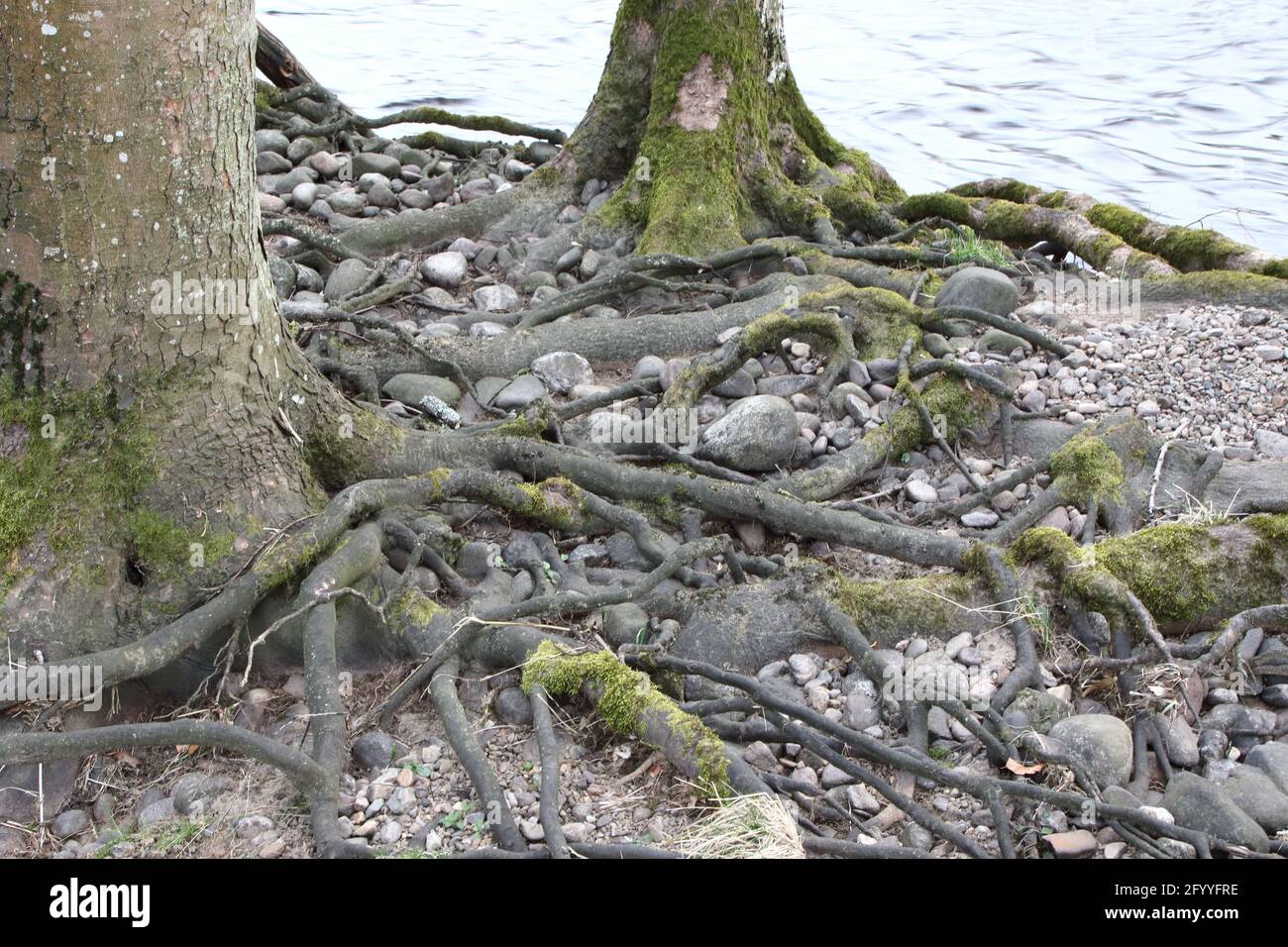 Exposed tangled roots of 2 trees,on a river edge after rising river water,cleared the surface and left only stones. An erroded riparain river bank Stock Photo