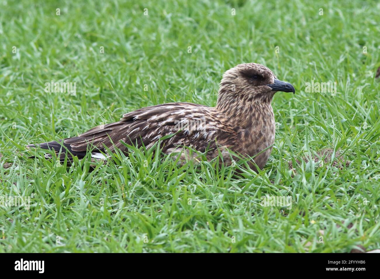 Mottled Brown Bird High Resolution Stock Photography and Images - Alamy