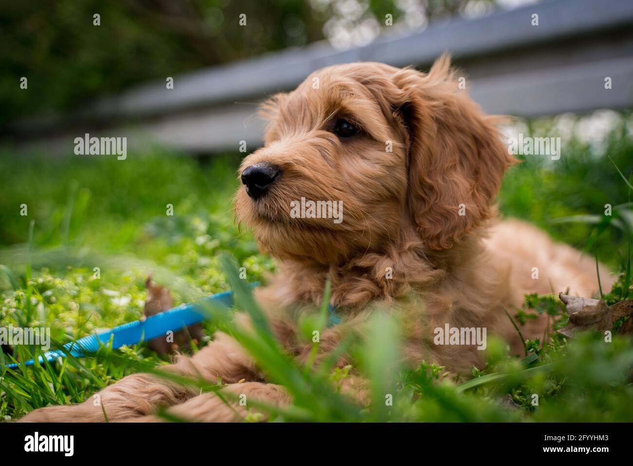 fluffy puppy in the grass Stock Photo