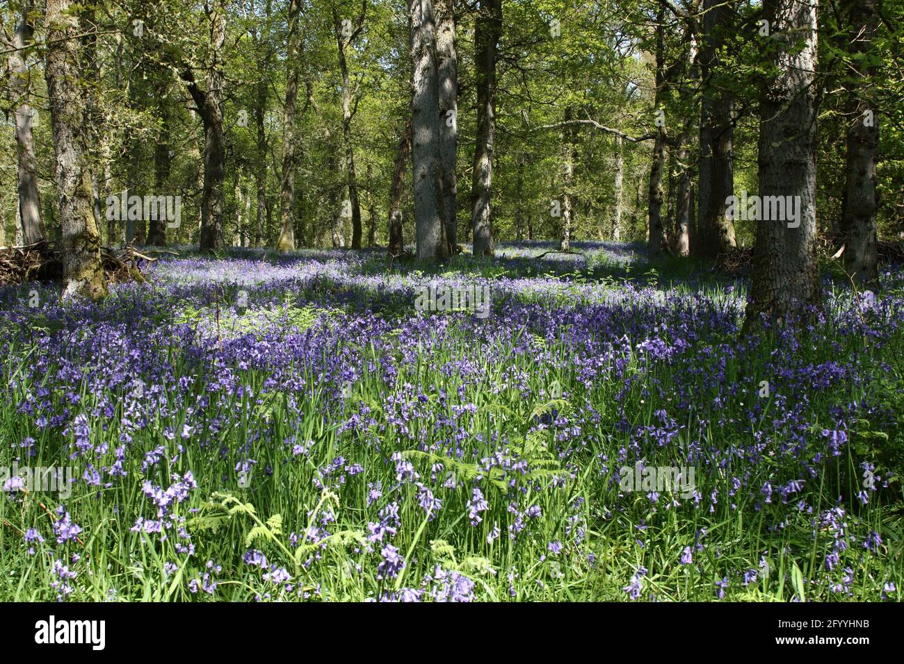 Peaceful mindfulness location, in a mature countryside Woodland in springtime, ground cover of Bluebells among the trees, nature calming mental stress Stock Photo