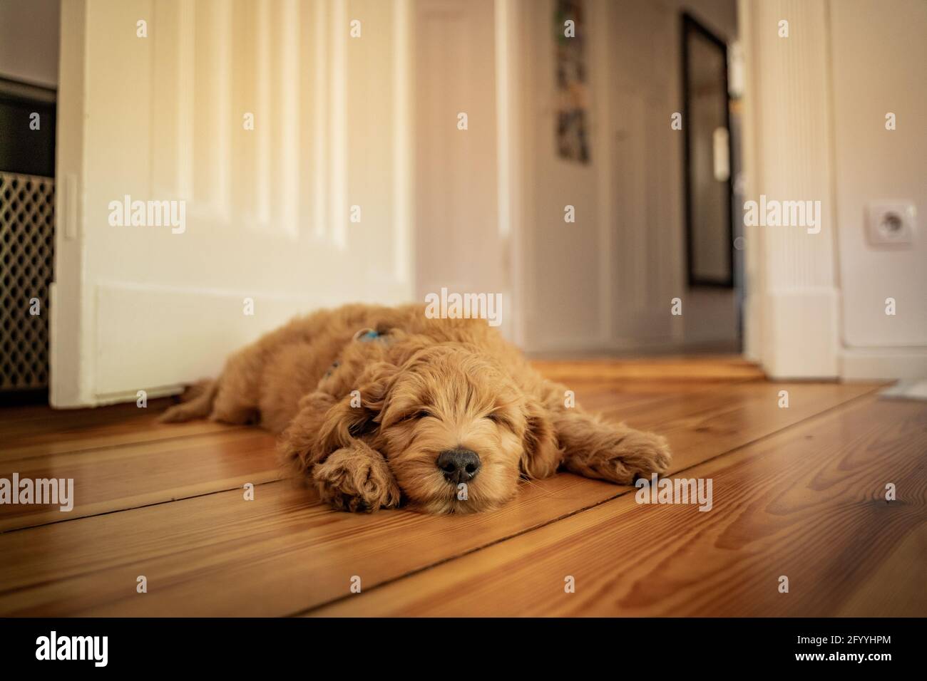 golden doodle puppy sleeping on the floor Stock Photo