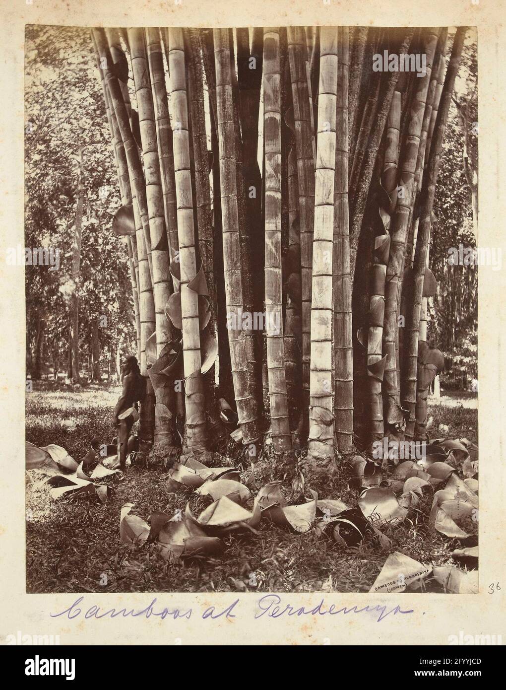 Bamboo forest in the Botanical Garden of Kandy; Bambooos at Peradeniya
