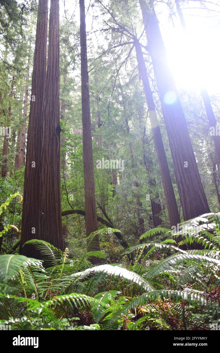 Morning in the woods hi-res stock photography and images - Alamy