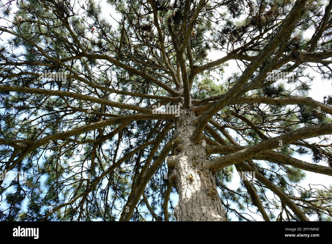 Looking up through the evenly spaced branches of an impressive eastern white pine (Pinus strobus) in Ottawa, Ontario, Canada. Stock Photo