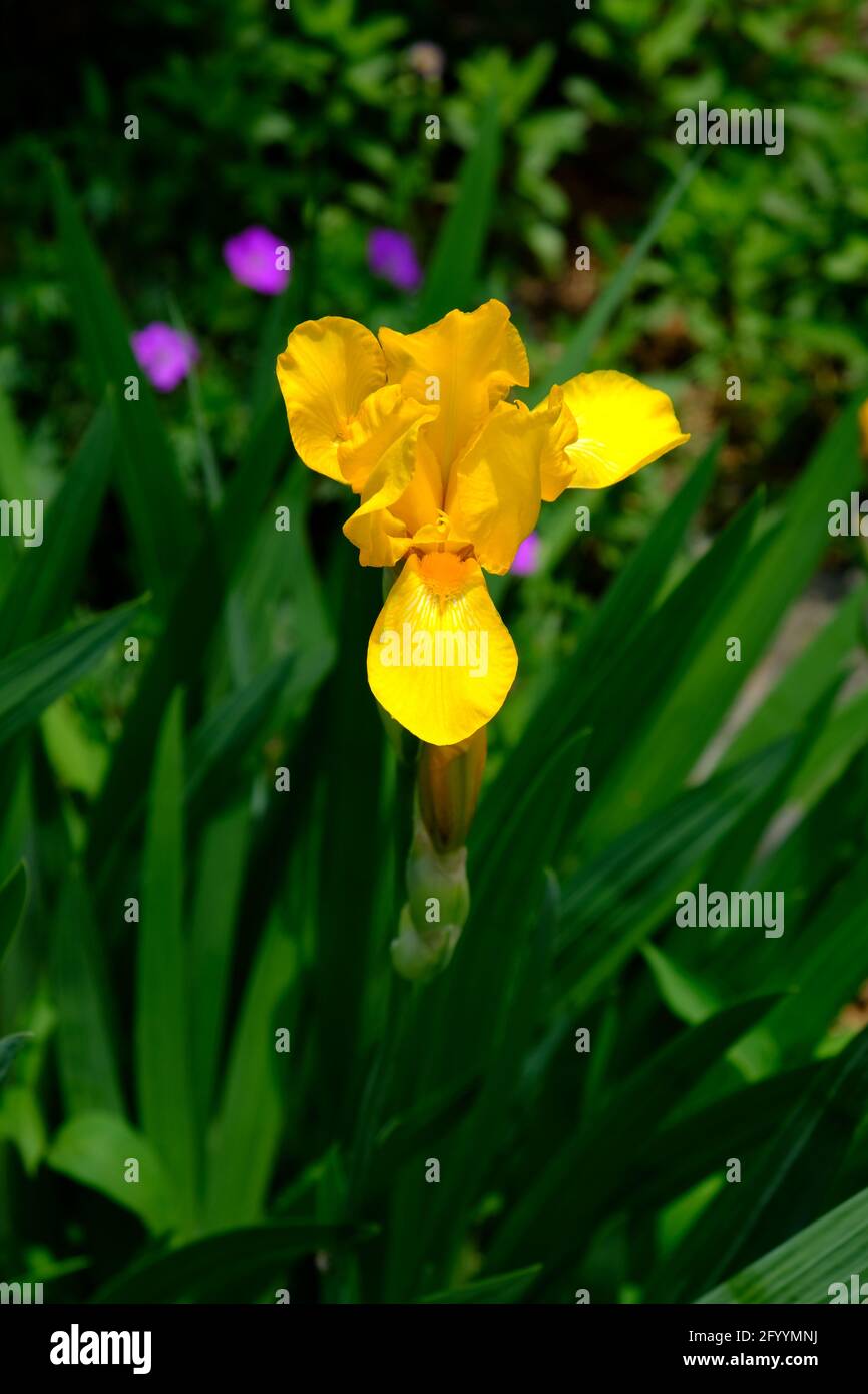 Beautiful yellow iris (Iris pseudacorus) in the Ornamental Gardens in Ottawa, Ontario, Canada. Stock Photo