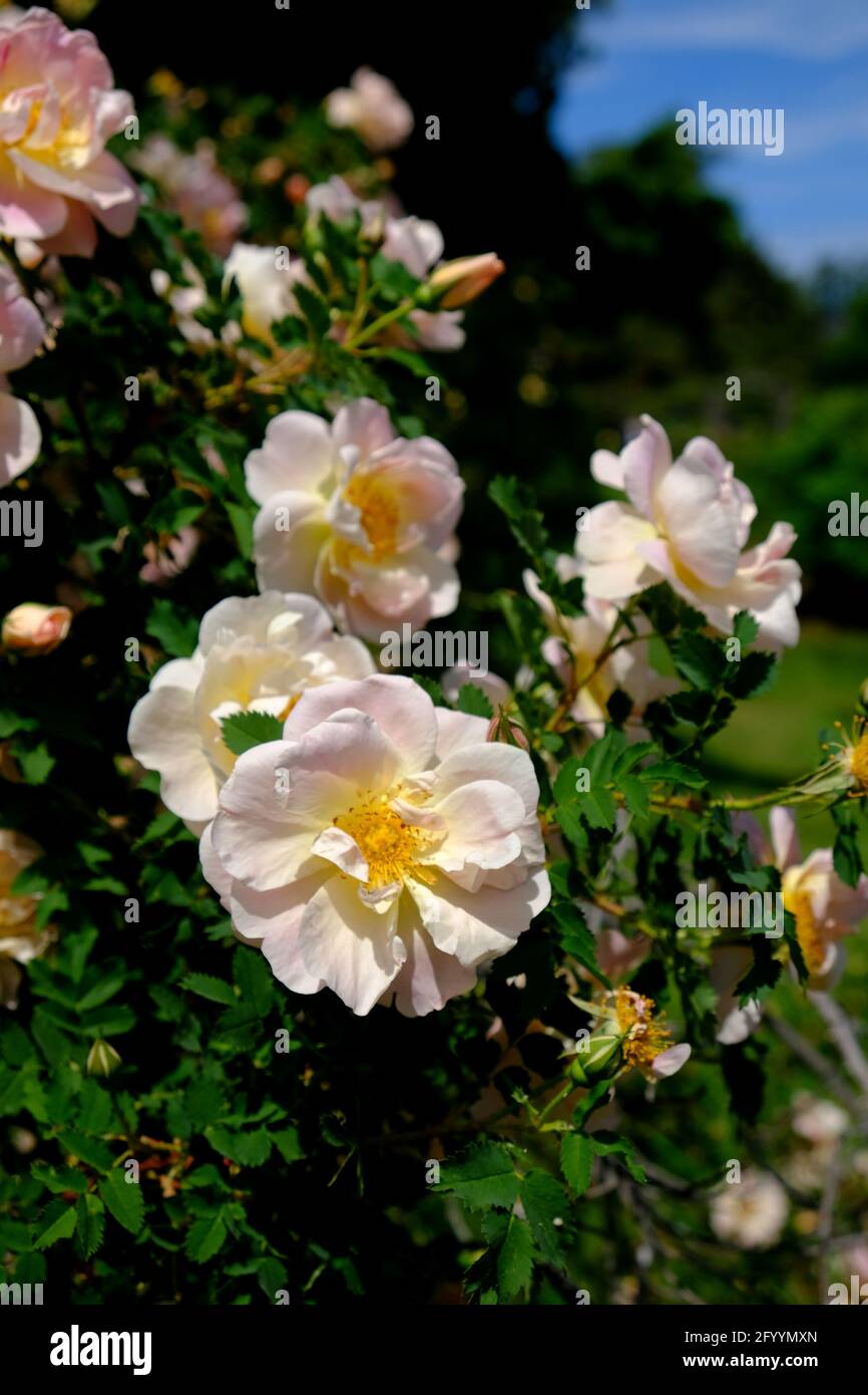 Beautiful pale pink hybrid rugosa rose ('Mrs. Anthony Waterer') at the Ornamental Gardens in Ottawa, Ontario, Canada. Stock Photo
