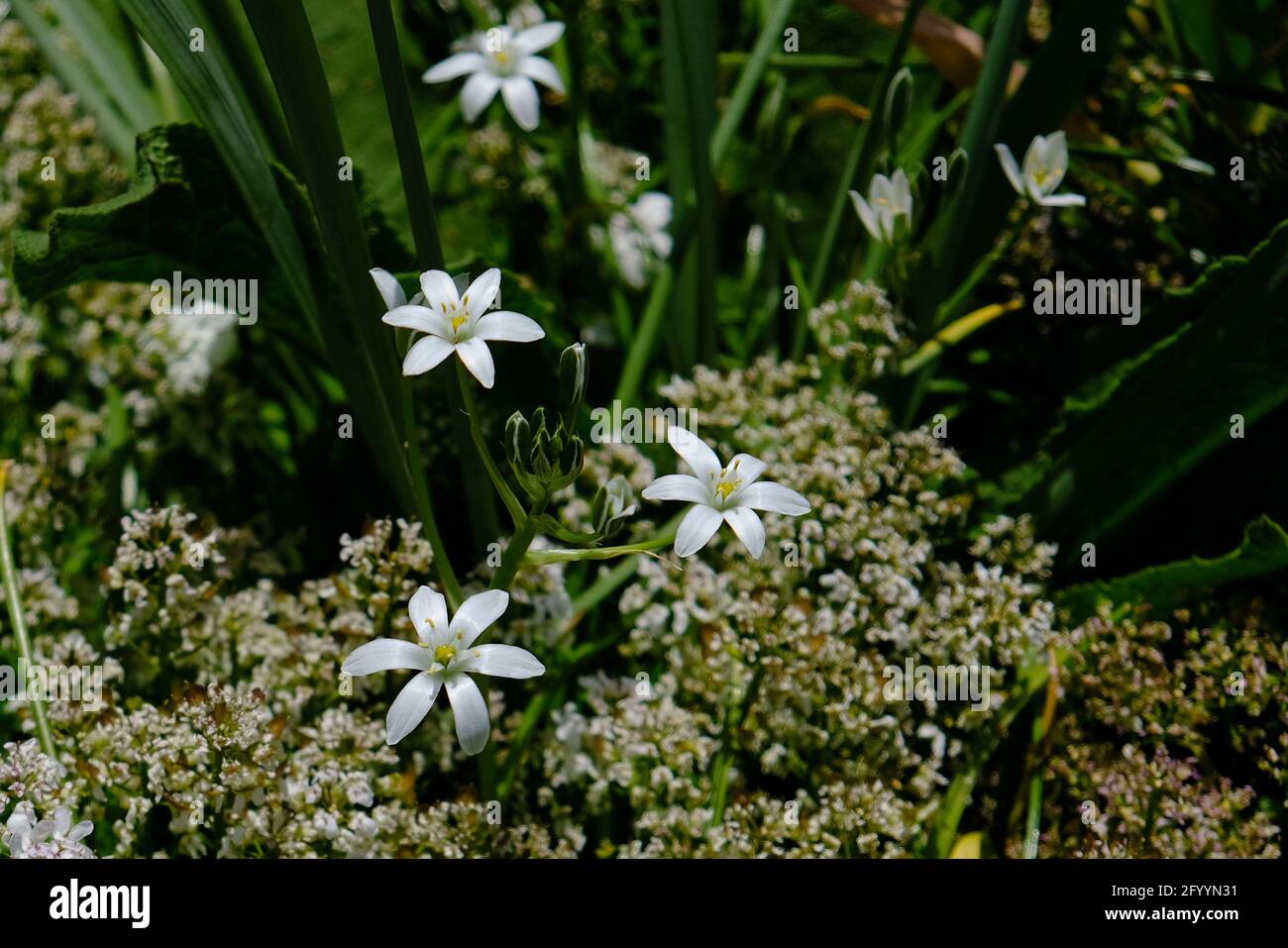 Beautiful, delicate, plain white Star of Bethlehem (Ornithogalum divergens) flowers in a Glebe garden in Ottawa, Ontario, Canada. Stock Photo