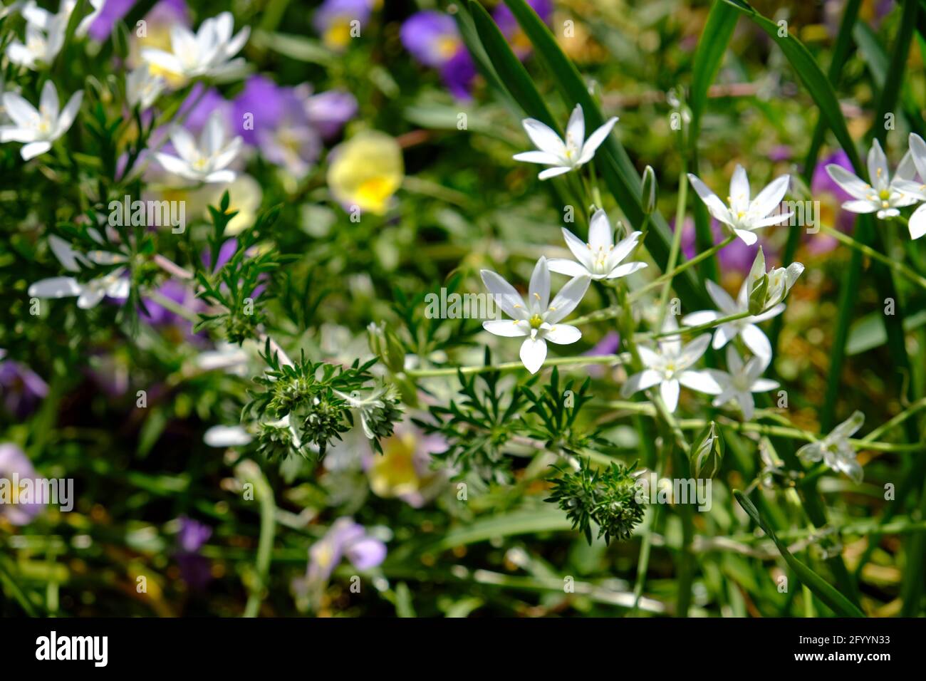 Beautiful and delicate plain white Star of Bethlehem (Ornithogalum divergens) flowers in a Glebe garden in Ottawa, Ontario, Canada. Stock Photo