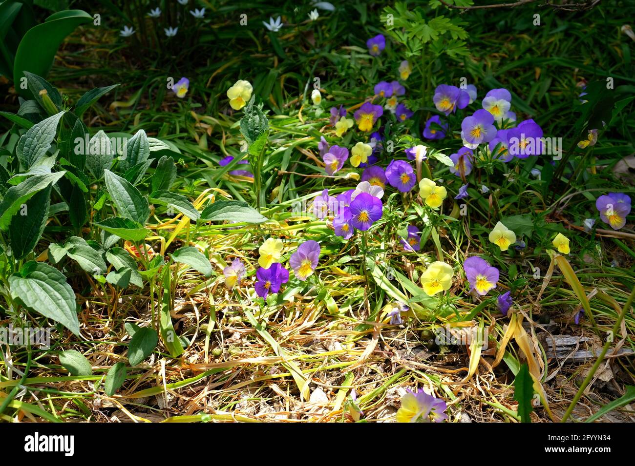 Dainty multi-coloured pansies (Viola lutea) in a late spring patch of sun in a Glebe garden, Ottawa, Ontario, Canada. Stock Photo