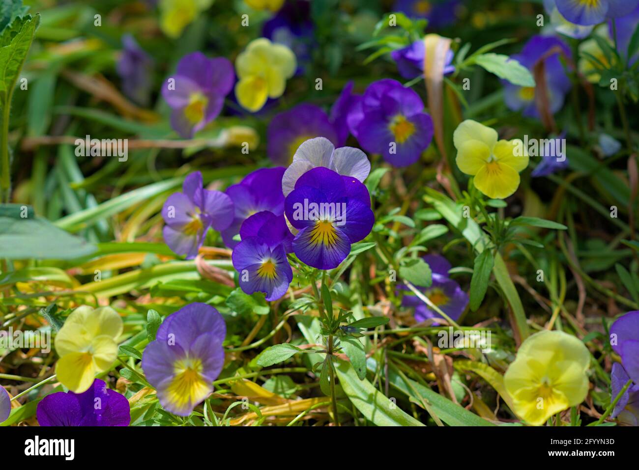 Dainty multi-coloured pansies (Viola lutea) in the late spring in a Glebe garden, Ottawa, Ontario, Canada. Stock Photo