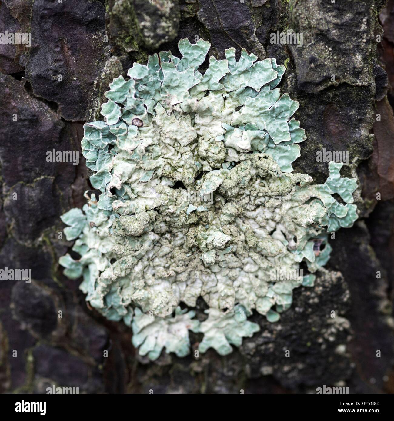 Lichen Flavoparmelia caperata on pine bark, macro Stock Photo