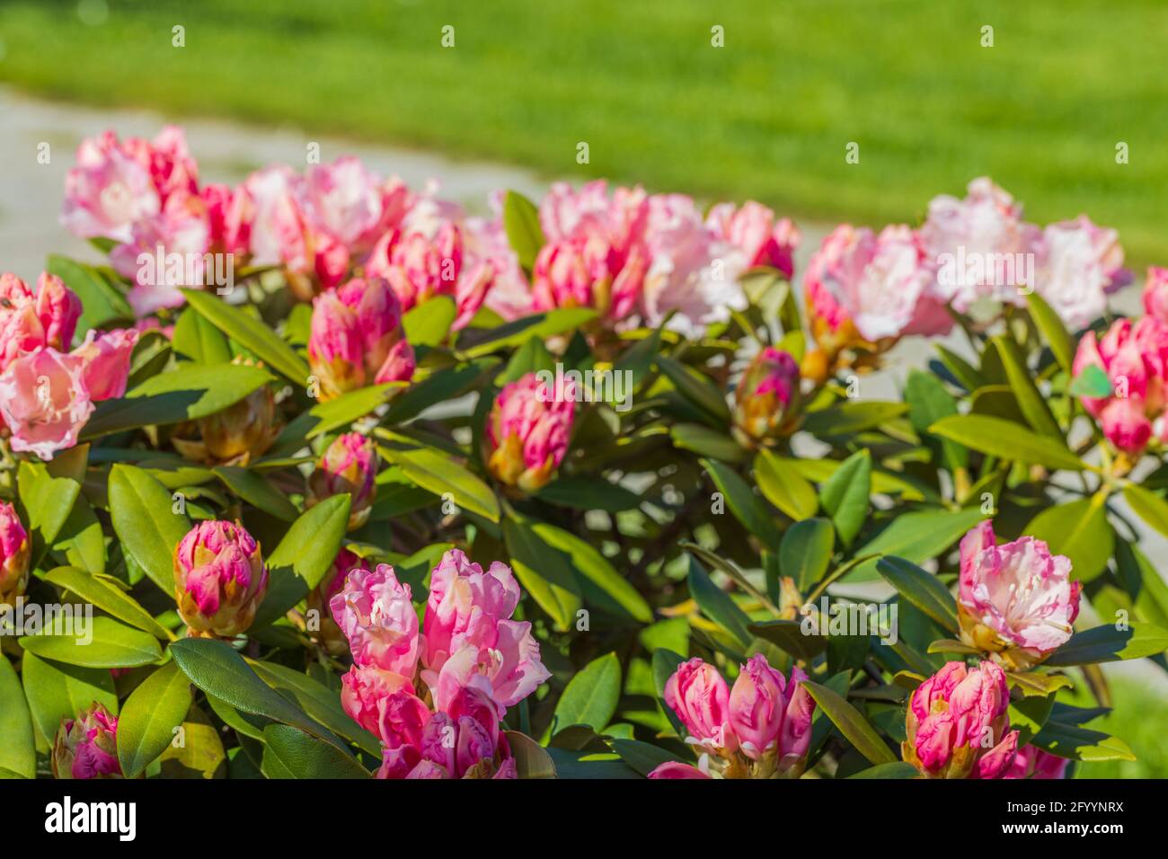 Spring Nature Rhodododendron Сlose up view of blooming rhododendron in spring. Beautiful nature ...