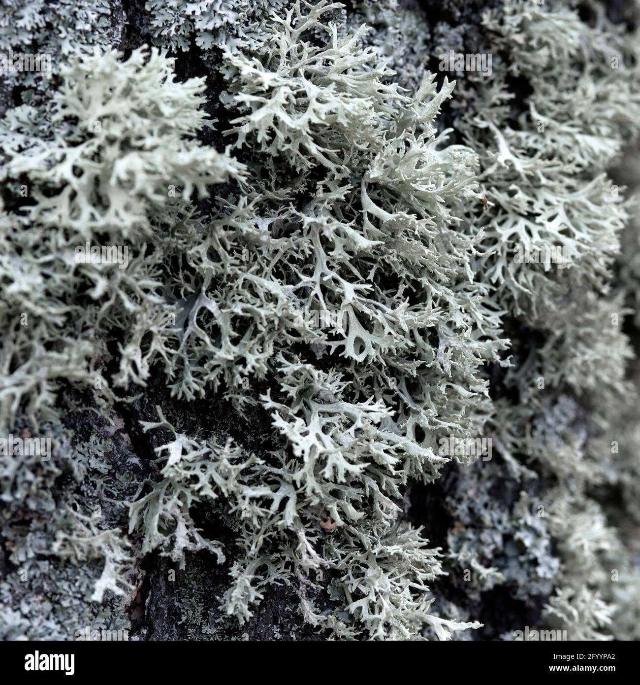 Evernia prunastri gray lichen on a tree trunk Stock Photo