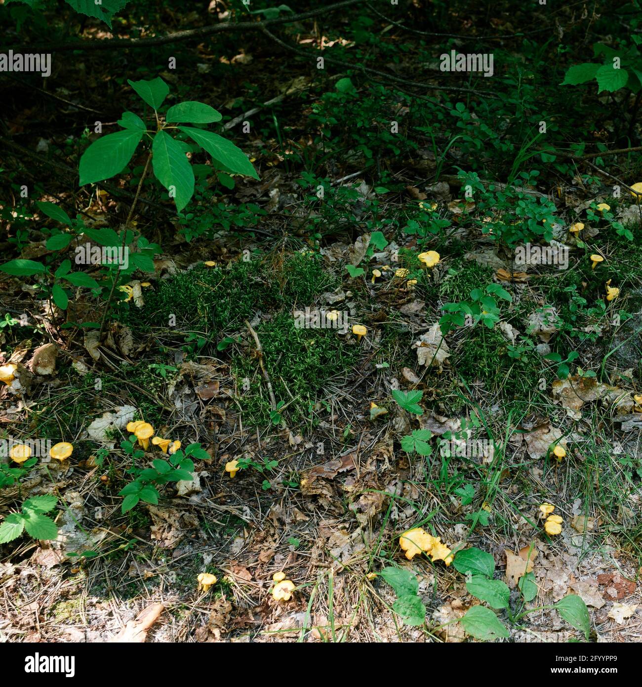 Bright yellow chanterelle mushrooms grow in large quantities Stock Photo