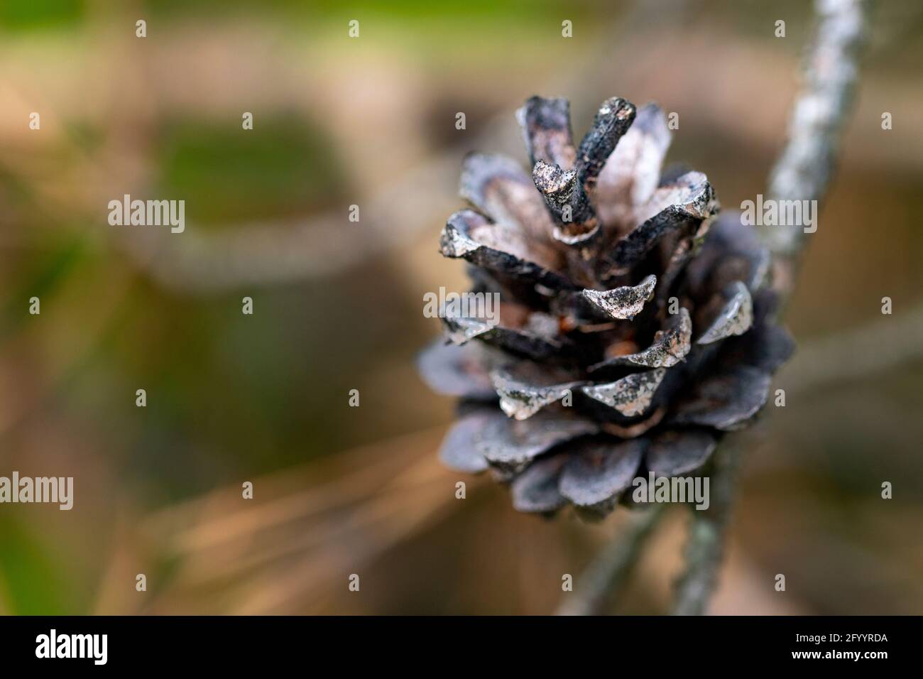 Dry pine cone. Top view of the pine cone. Spring season. Stock Photo