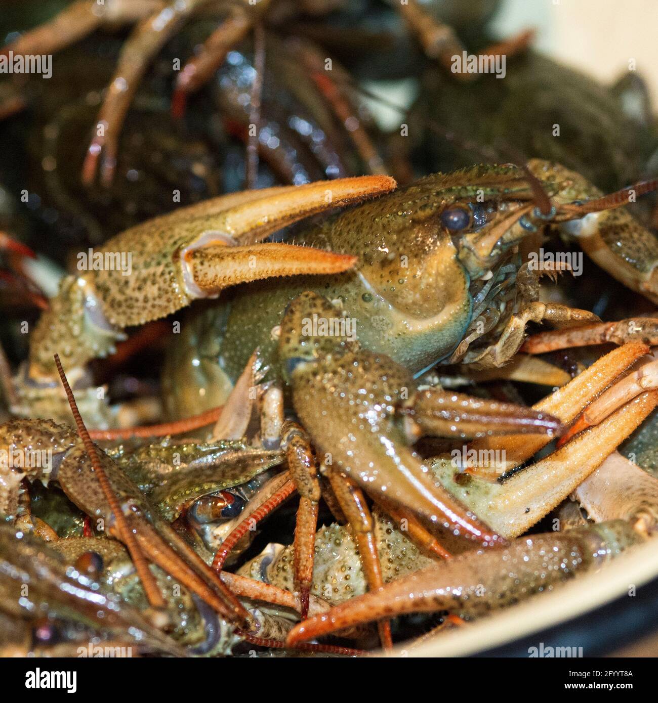 White claw crayfish hires stock photography and images Alamy