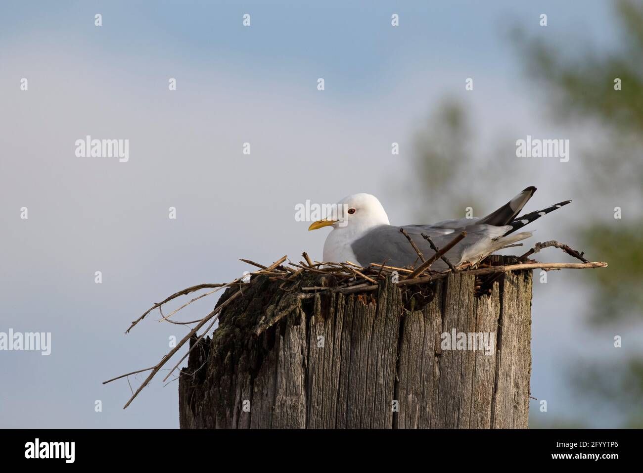 A mew gull sits on its eggs in a nest built on a piling. Stock Photo