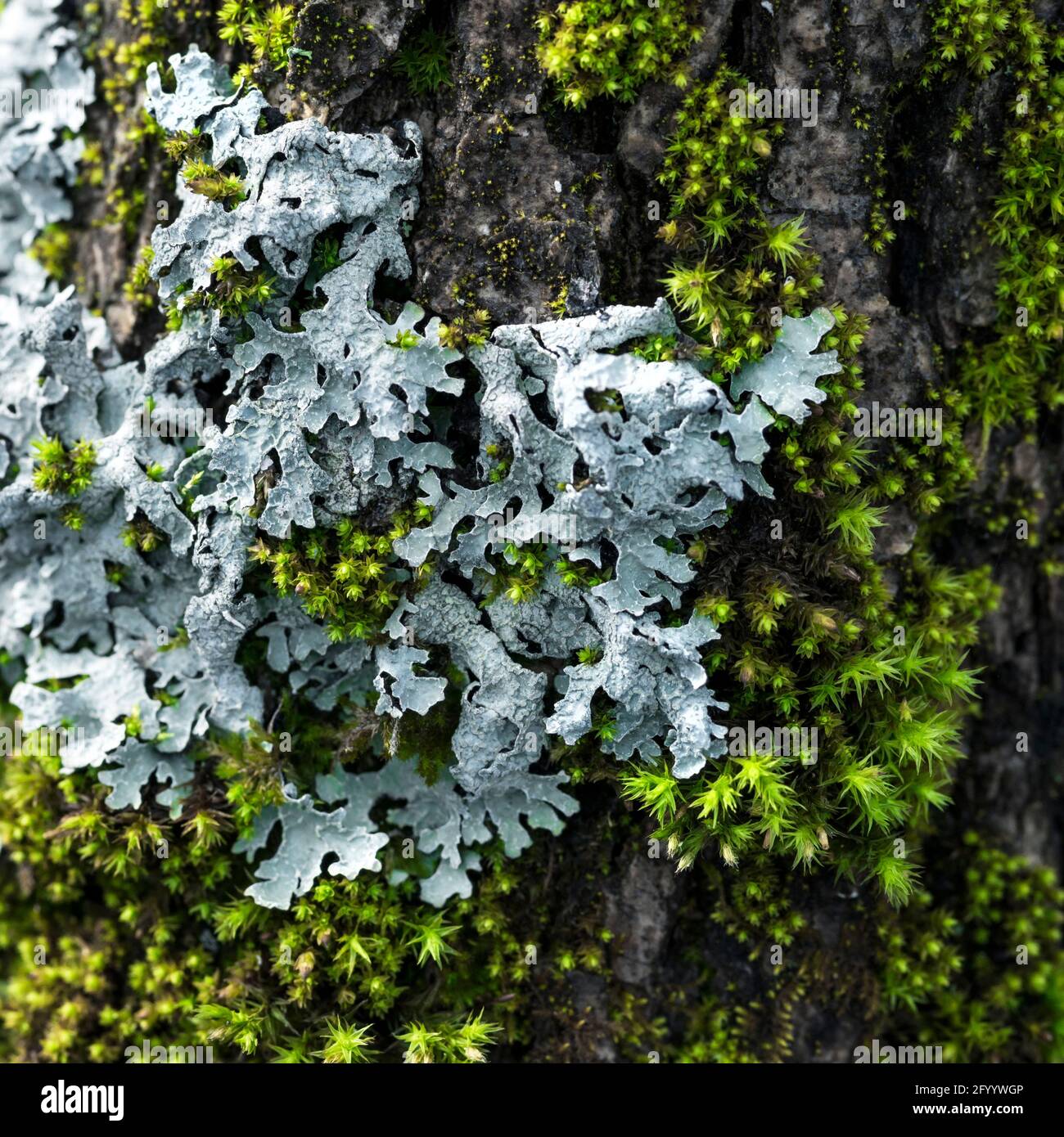 Lichen Parmelia sulcata and bright green moss on a tree bark Stock Photo