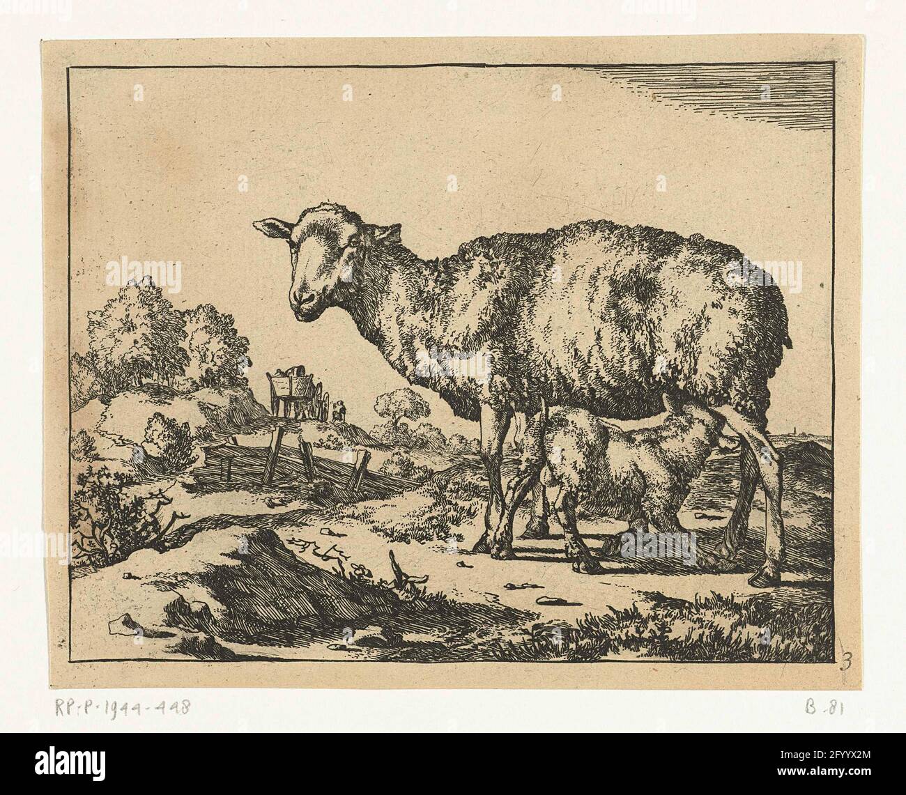 Sheep with drinking lamb; Sheep Stock Photo Alamy