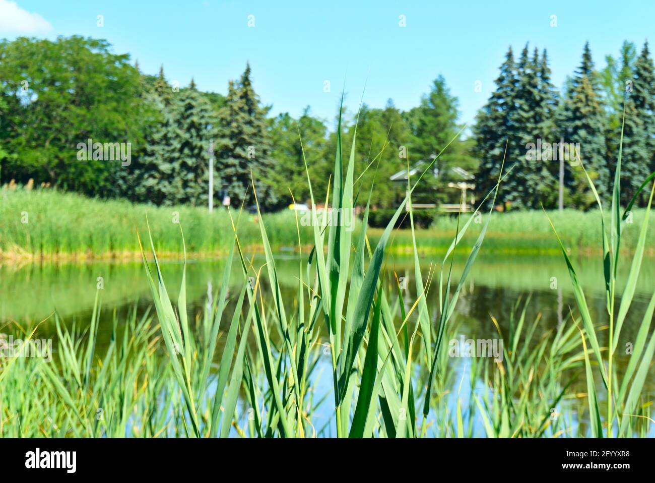 Grass on a lake bank with a blurred background of a lake, trees, and