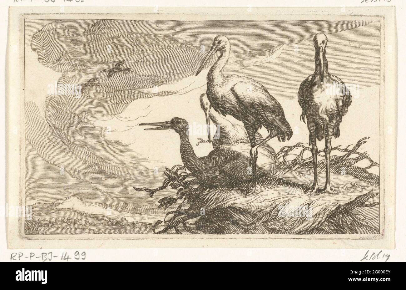 Four different bird species hi-res stock photography and images - Alamy