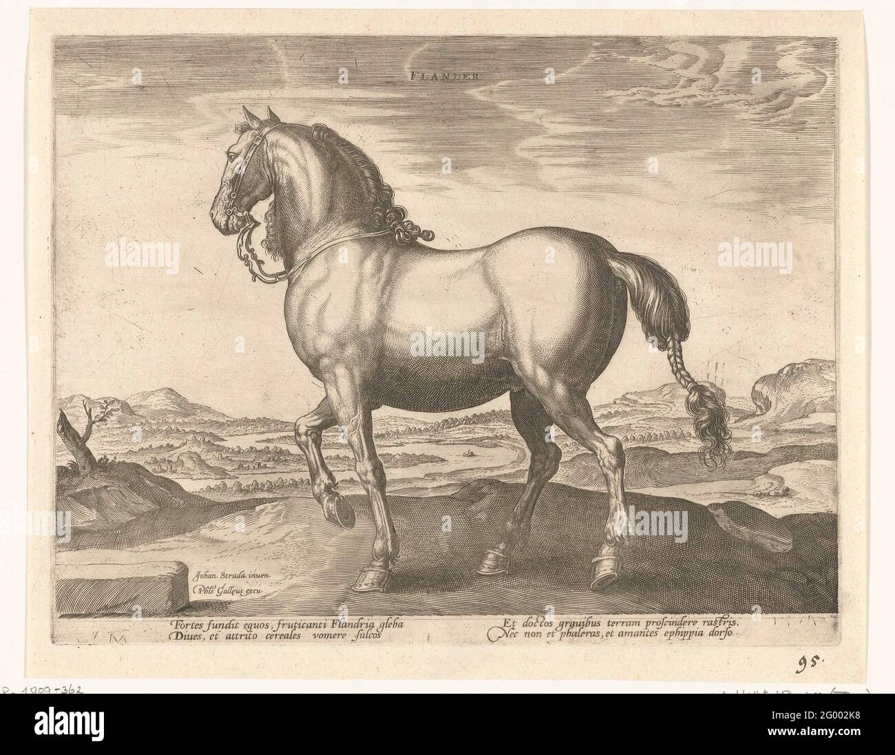 Horse from Flanders; Flander; Horse breeds from the Royal Stables of Don  Juan from Austria; Equile Ioannis Austriaci Caroli. A Flemish horse, in  profile. The print has a Latin caption and is