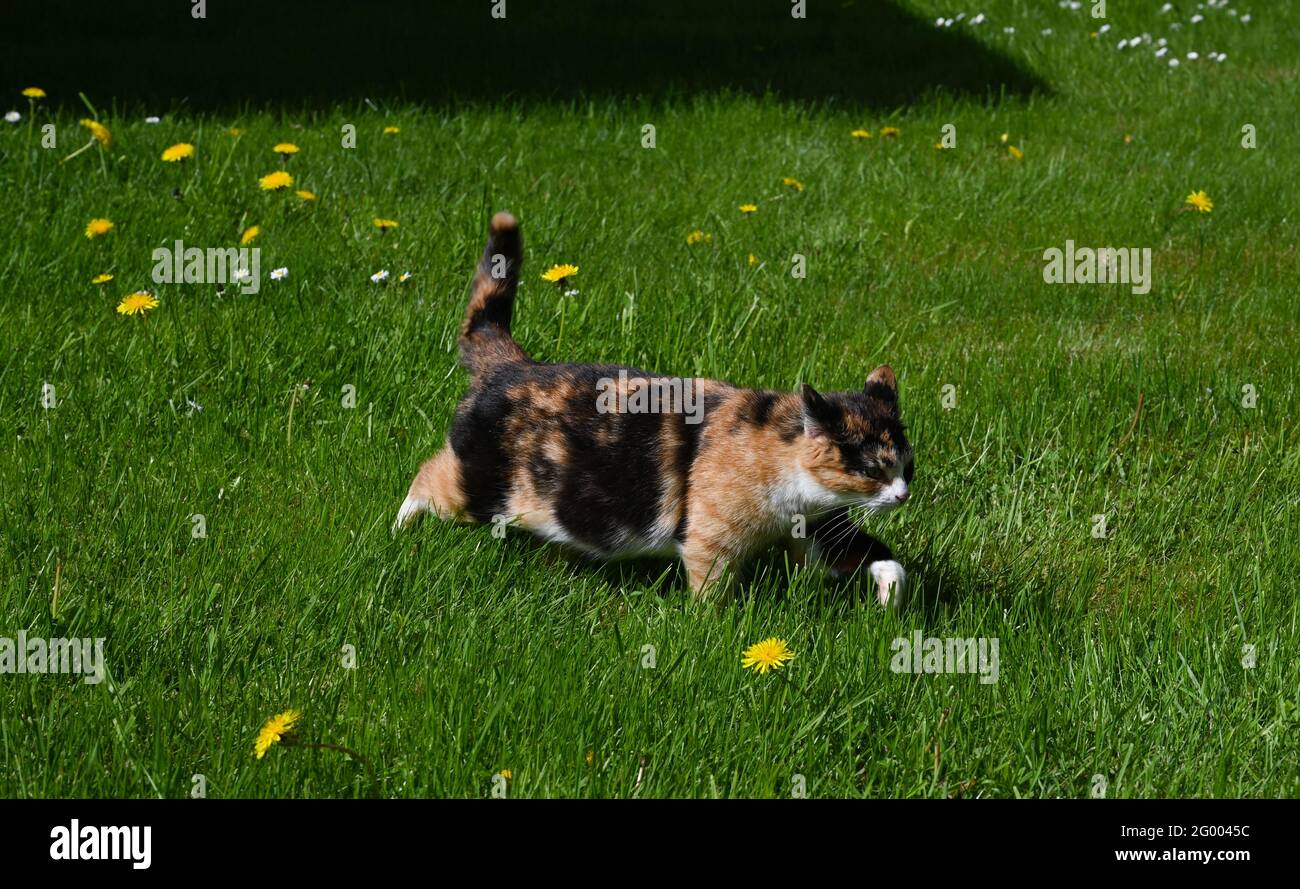 Calico cat with tricolor coat walks on a grass with dandelions and
