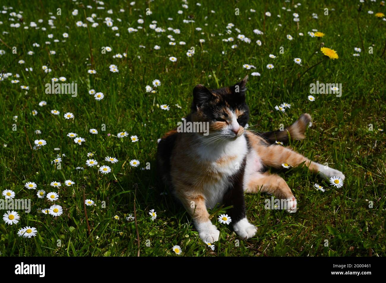 Calico cat with tricolor coat lying on the grass with dandelions and