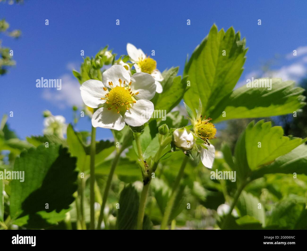 Blooming strawberry plant in front of blue sky at spring from very low ...