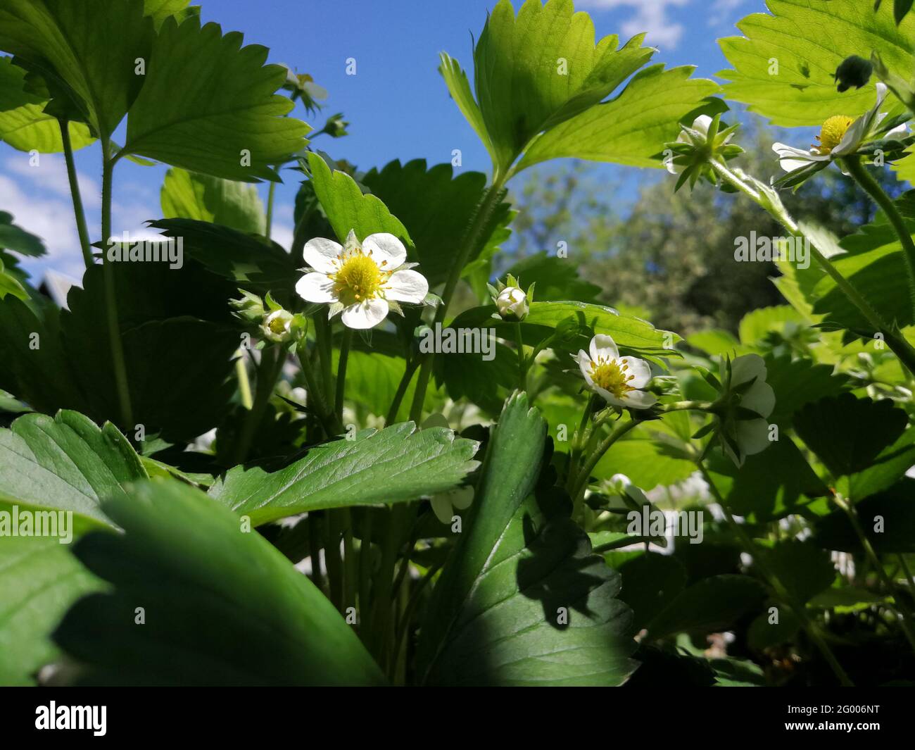 Blooming strawberry plant in front of blue sky at spring from very low ...