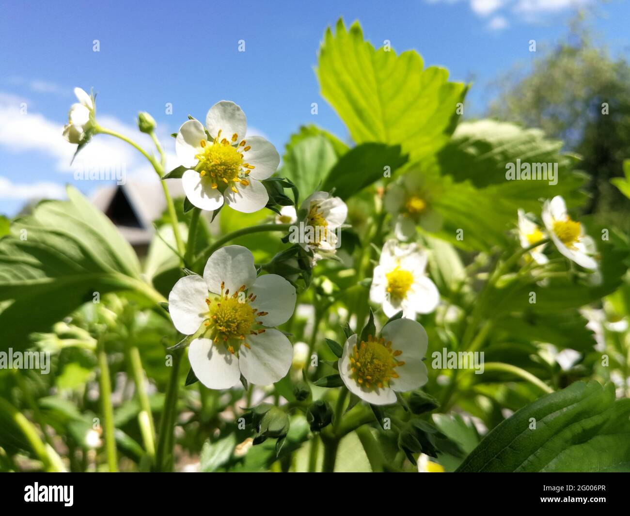 Blooming strawberry plant in front of blue sky at spring from very low ...
