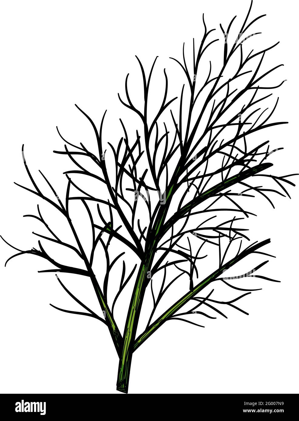 Dill Icon. Hand Drawn Sketch Design. Vector Illustration Stock Vector ...
