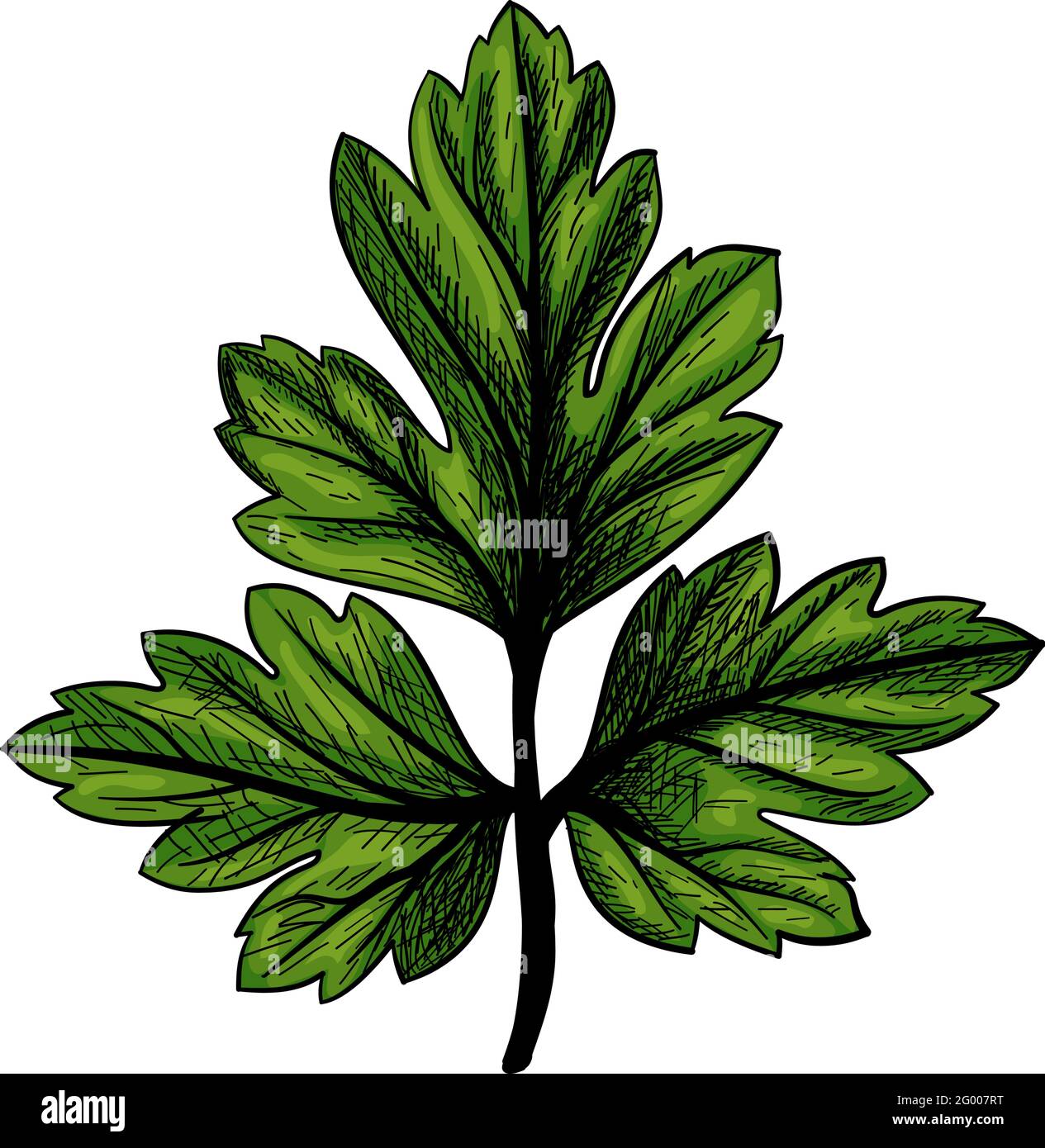 Parsley Icon. Hand Drawn Sketch Design. Vector Illustration Stock ...