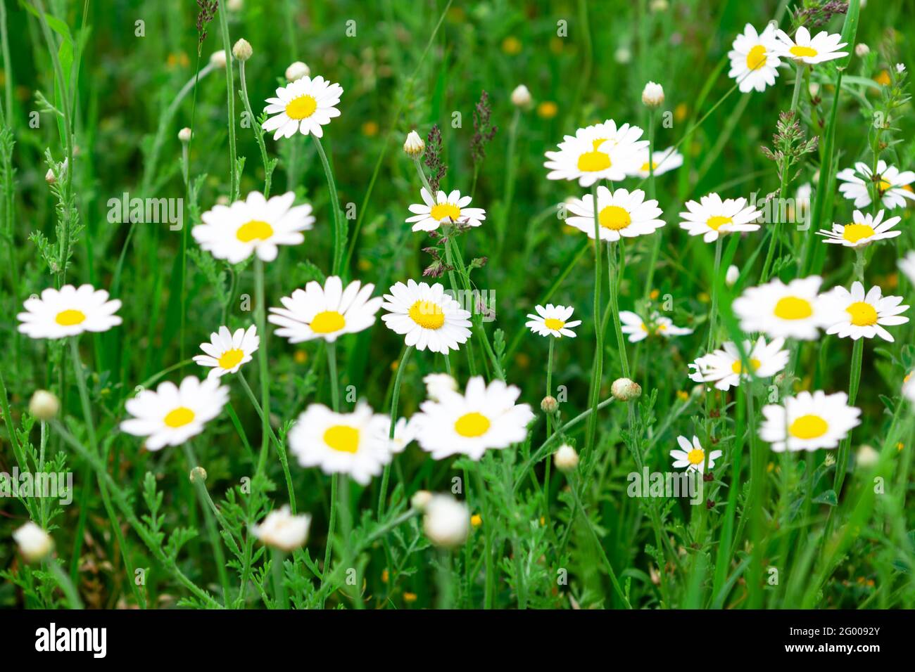 Meadow with blooming chamomile . Herbal medicine . Daisy flowers and
