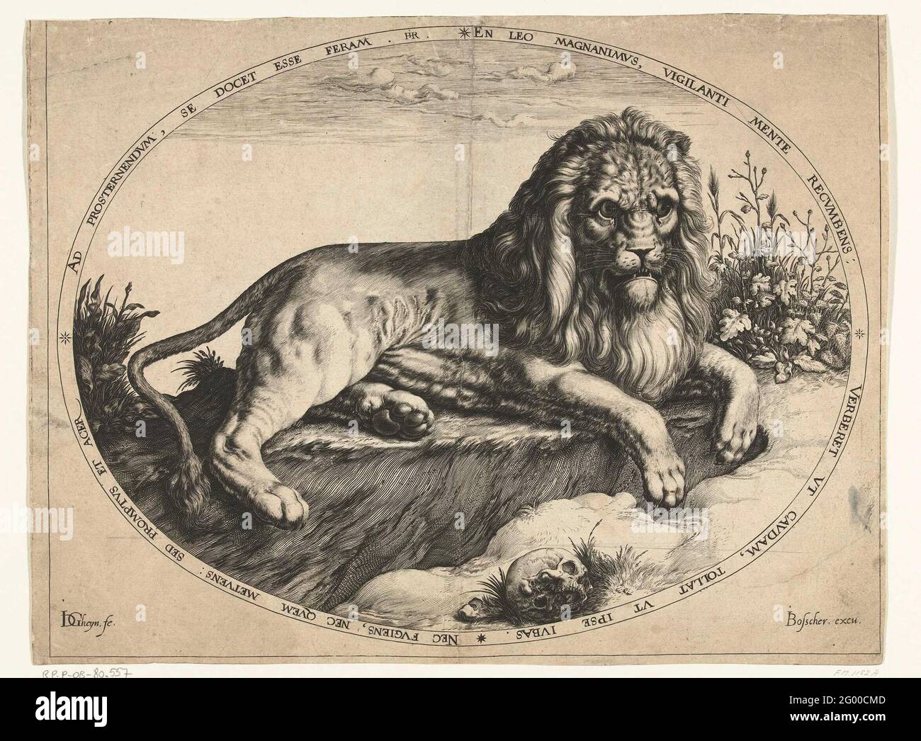 Lion in latin