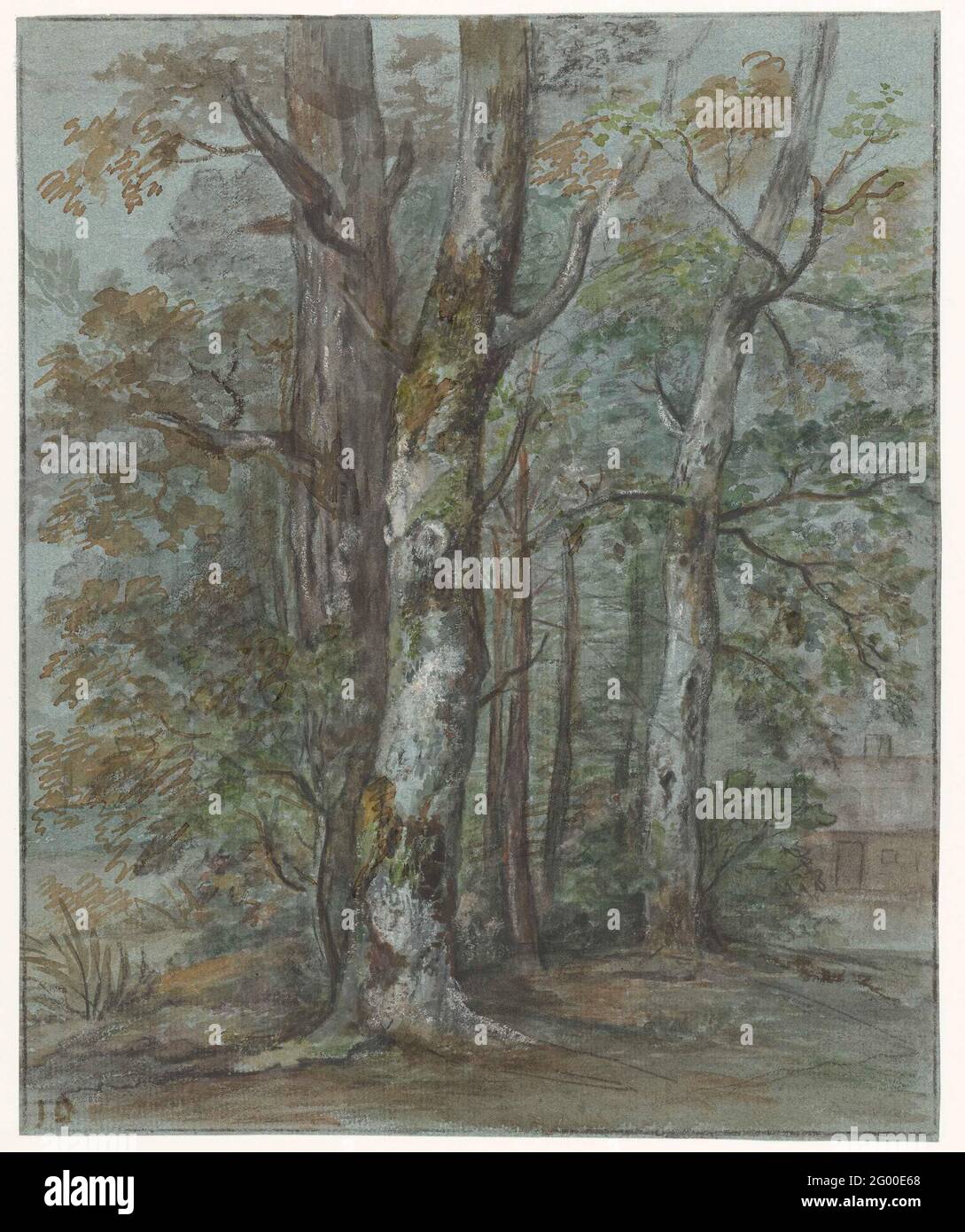 Study Tree Images Study features detailed anatomy hi-res stock photography and images - Alamy