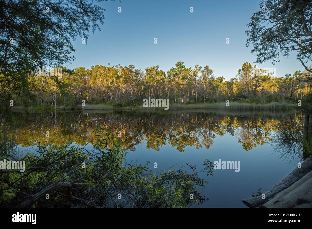 Native vegetation and blue sky reflected in mirror surface of calm dark water of Noosa River, Sunshine Coast, Queensland Australia Stock Photo