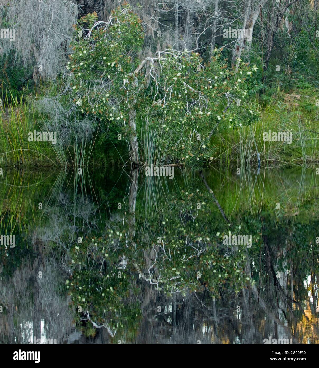 Flowering melaleuca / paperbark tree and other native vegetation reflected in mirror surface of dark water of Noosa River, Sunshine Coast, Australia Stock Photo