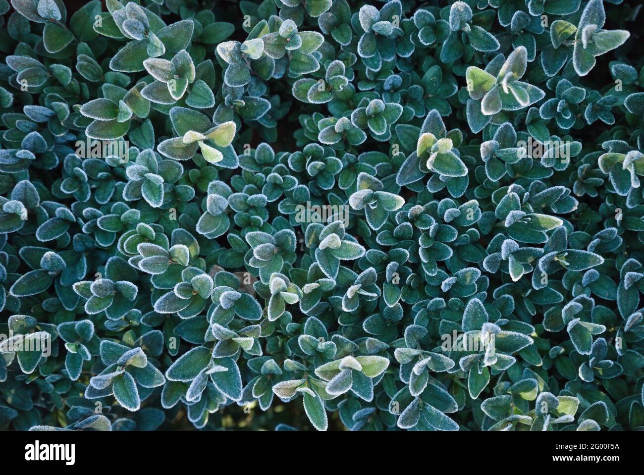 Pattern of frost covered English Box leaves Stock Photo