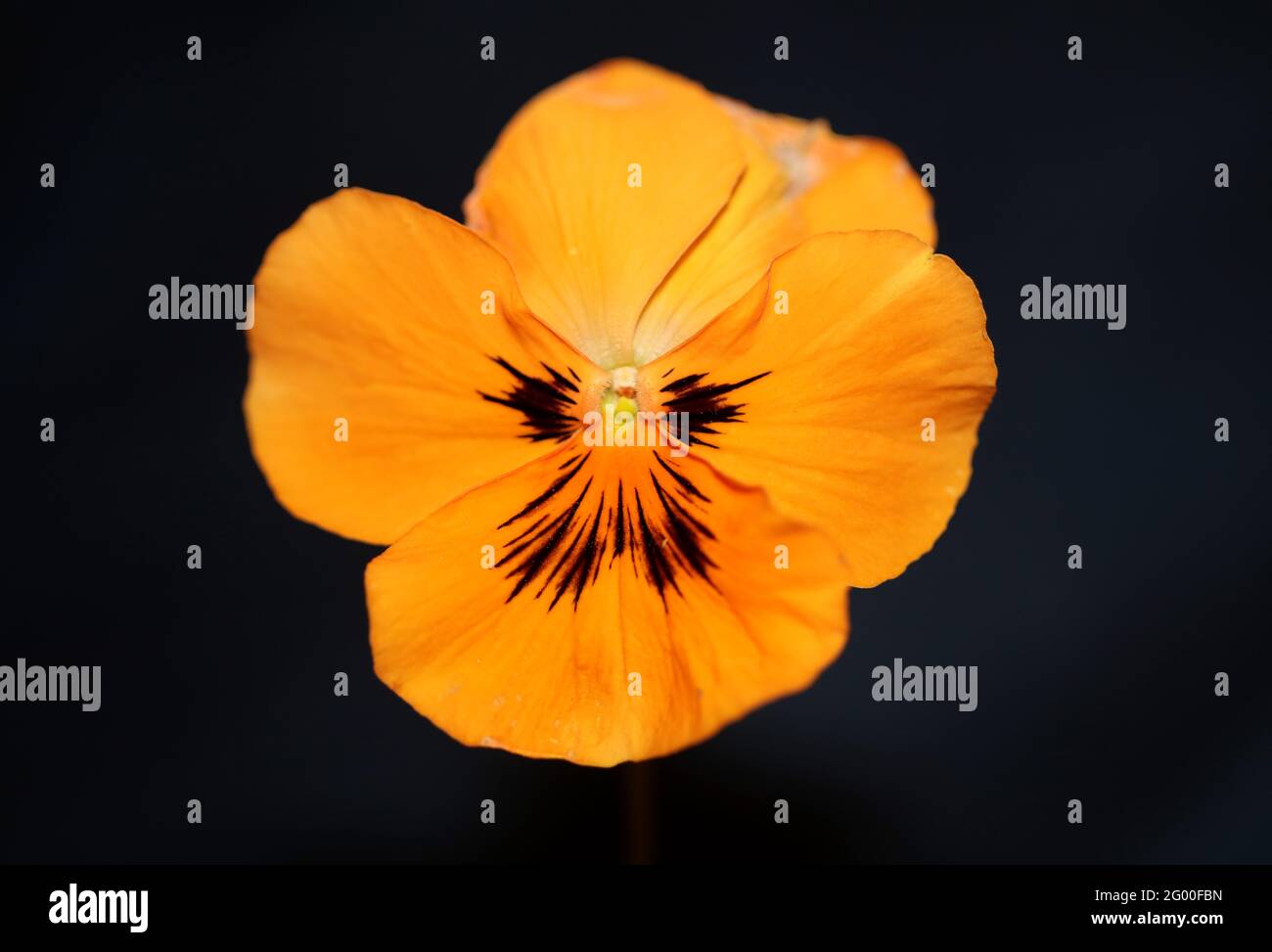 Orange viola flower close up in black background botanical tripping