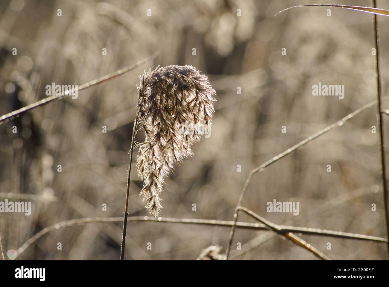 Common Reed (Phragmites australis) covered in frost growing in Snowy River NSW Australia Stock Photo