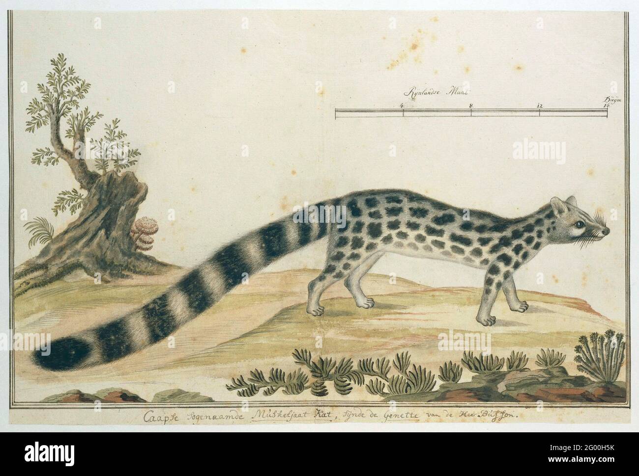 Genetta Tigrina (Cape Genet). Genetkat (genetta tigrina), in 1759 by Governor Ryk Tulbagh to the menagerie of Stadholder Willem V; after his death set up and accommodated in the stadholder collection. With a scale in Rijnlandse Maat. Stock Photo