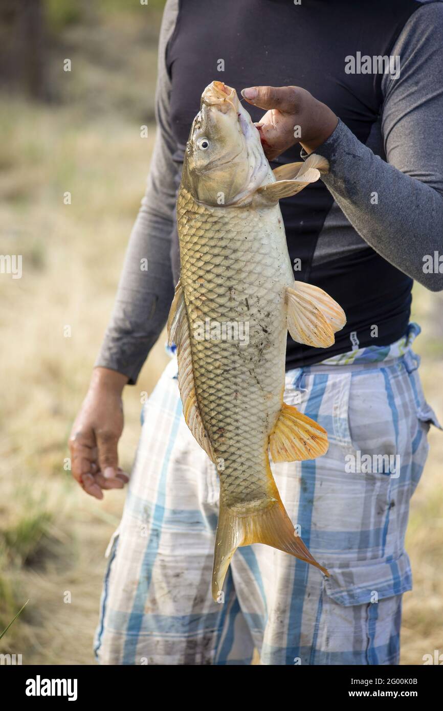 Newly caught fish hi-res stock photography and images - Alamy