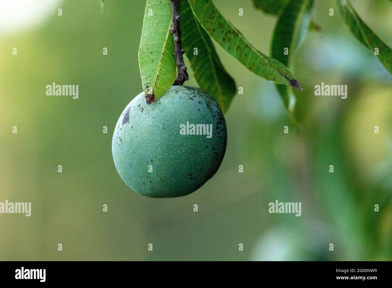 Fresh mango fruit Mangifera indica hangs from a tree in tropical Naples