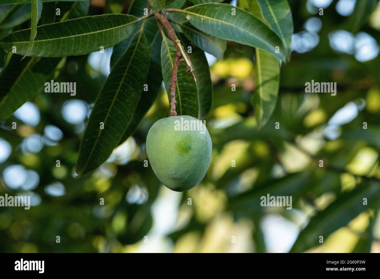 Fresh mango fruit Mangifera indica hangs from a tree in tropical Naples, Florida Stock Photo Alamy