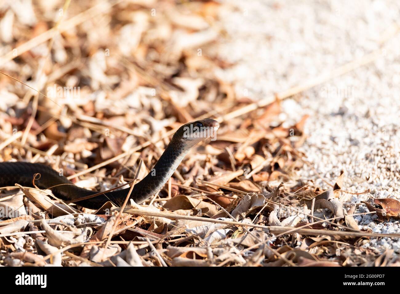 Southern black racer snake Coluber constrictor priapus slithers along the ground in Naples, Florida Stock Photo