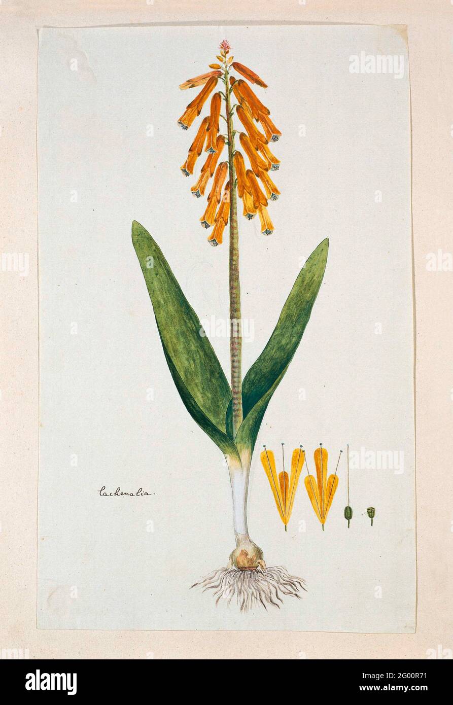 Lachenalia Aloides (L.F.) ENGL. was. aurea (opal flower). Lachenalia Aloides (L.F.) ENGL. was. aurea. Stock Photo